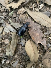 Lucanus