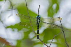Polycanthagyna melanictera