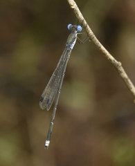 Lestes malabaricus