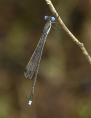 Lestes malabaricus