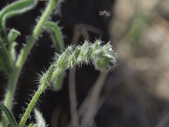 Cryptantha echinella