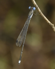 Lestes malabaricus