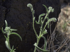 Cryptantha echinella