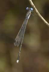 Lestes malabaricus