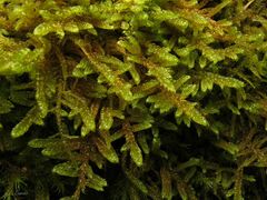 Hypnum cupressiforme lacunosum