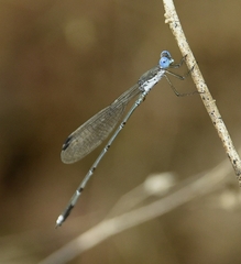 Lestes malabaricus