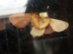 Stenoglene rosea