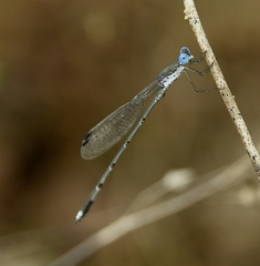 Lestes malabaricus