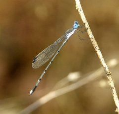 Lestes malabaricus