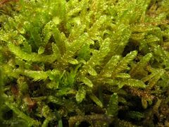 Hypnum cupressiforme lacunosum