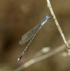 Lestes malabaricus