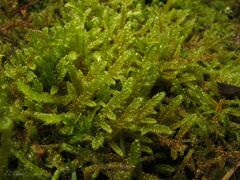 Hypnum cupressiforme lacunosum