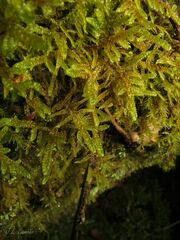 Hypnum cupressiforme lacunosum