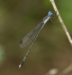 Lestes malabaricus