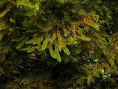 Hypnum cupressiforme lacunosum