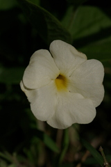 Thunbergia atriplicifolia