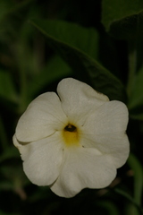 Thunbergia atriplicifolia