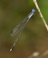 Lestes malabaricus