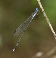 Lestes malabaricus