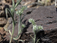 Cryptantha echinella