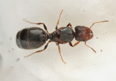 Pheidole tepicana