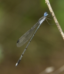 Lestes malabaricus