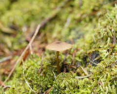 Entoloma readiae