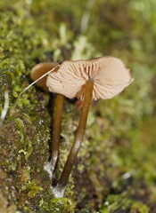 Entoloma readiae