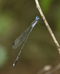 Lestes malabaricus