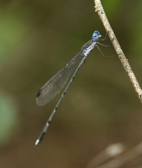 Lestes malabaricus