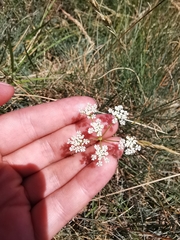 Bunium bulbocastanum