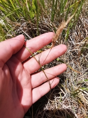 Bunium bulbocastanum