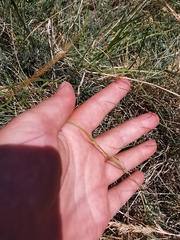 Bunium bulbocastanum