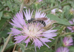 Colpa quinquecincta