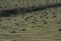 Cryptomys hottentotus