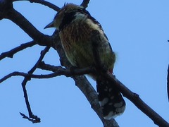 Trachyphonus vaillantii vaillantii