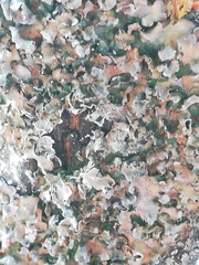 Pleurosticta acetabulum