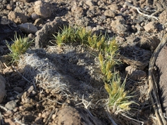 Blepharidachne kingii