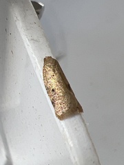 Acleris notana