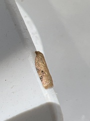 Acleris notana
