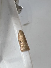 Acleris notana