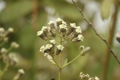 Lippia multiflora