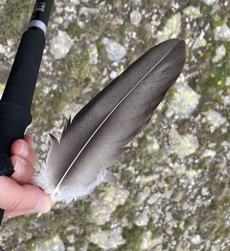 Plume de Gypaète barbu