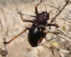Eugaster