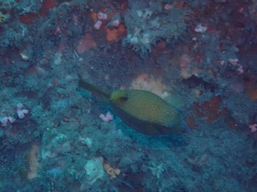 Yellow-spotted boxfish