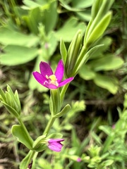 Centaurium japonicum
