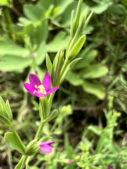 Centaurium japonicum