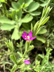 Centaurium japonicum