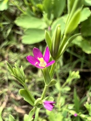 Centaurium japonicum