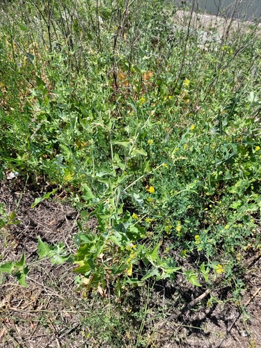 Atriplex aucheri (Atriplex aucheri)